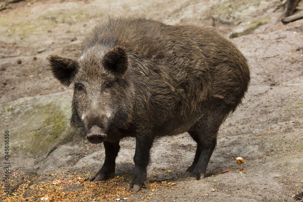 Sticker wild boar (sus scrofa)