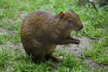 Central American agouti (Dasyprocta punctata).