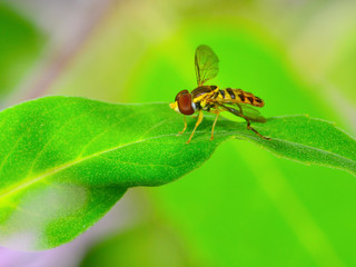 Flower fly on a green leaf in nature taken at Wood Lake Nature Center in Minnesota