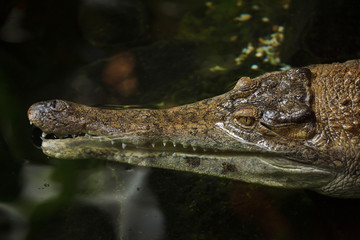 Slender-snouted crocodile (Mecistops cataphractus). Wildlife animal.