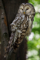 Ural owl (Strix uralensis).