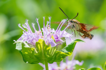 Hummingbird moth on a wildflower in the Wood Lake Nature Center in Minnesota