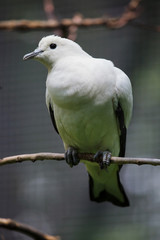 Pied imperial pigeon (Ducula bicolor).
