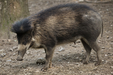 Visayan warty pig (Sus cebifrons).