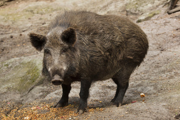 Naklejka na ściany i meble Wild boar (Sus scrofa)