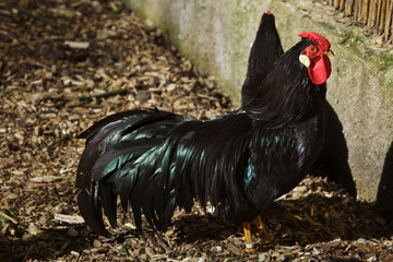 La Fleche Rooster (Gallus gallus domesticus)