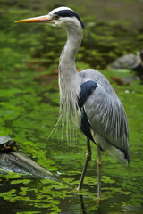 Grey heron (Ardea cinerea).