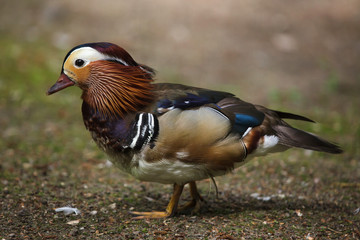 Mandarin duck (Aix galericulata).