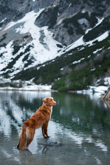 dog in the mountains in winter. Pet in the park on the nature. Nova Scotia Duck Tolling Retriever, Toller