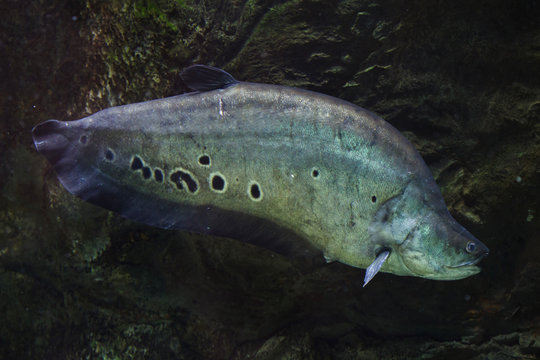 Clown knifefish (Chitala ornate)