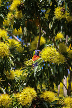 The flowers of the golden penda tree (Xanthostemon chrysanthus)&nbsp;and rainbow lorikeet