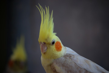 Cockatiel Nymphicus hollandicus lutino