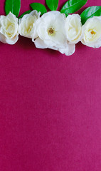 Beautiful Floral frame of buds white rose flowers