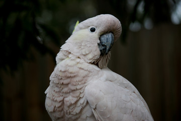 The Sulphur-crested Cockatoo (Cacatua galerita) portrait 