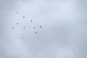 Flock of birds flying in a grey sky