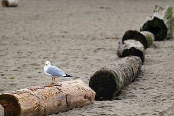 Seagull sitting on a log, Vancouver Jericho beach