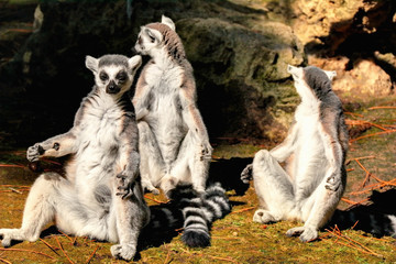 Lémuriens zen attitude