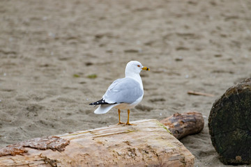 Closeup of a seagull sitting on a log, Vancouver Jericho beach