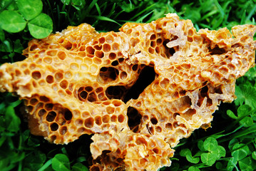 Trozo de panal de abeja entre hierbas