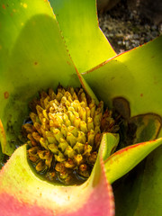 bromelia
