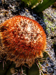 red cactus
