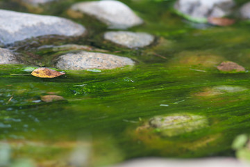 tina in the water. water and stones in the