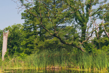 Fototapeta premium tree in a wetlands