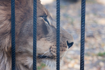 lion in a cage. lion behind an iron lattice