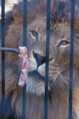 lion zoo. a lion devours meat in captivity. predator