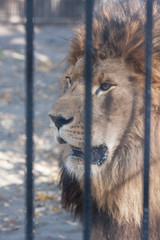 lion zoo. lion behind bars predator shit. vertical