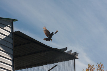 pigeon hovers and spreads its wings against the blue