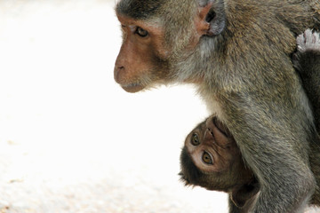 可愛いサル