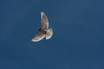 pigeon flying above the ground. big wings against