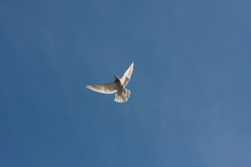 pigeons one soars above the ground. spreading