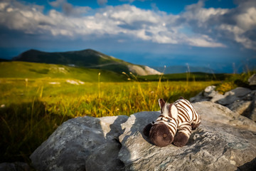 Small cute zebra laying on the rock in the idyllic, fresh, green, grassy meadow on the rax plateau, near Klosterwappen, Schneeberg, Lower Austria