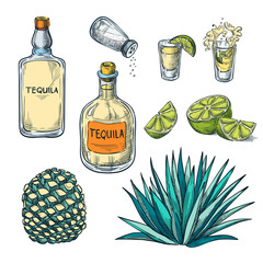 Tequila bottle, shot glass and agave root, vector color sketch illustration. Mexican alcohol drinks menu design elements