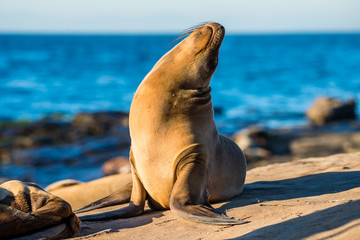 Fototapeta premium California Sea Lion, San Diego California 