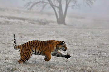 Fototapeta premium tygrys zimą