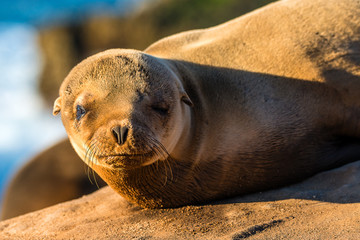 Naklejka premium California Sea Lion, San Diego California 