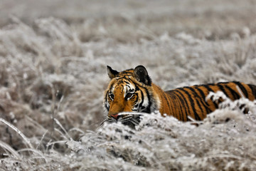 Fototapeta na wymiar tiger in winter