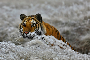 tiger in winter