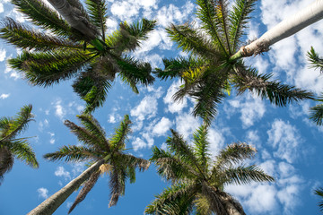 Palm trees against blue sky. Tropical ature background.