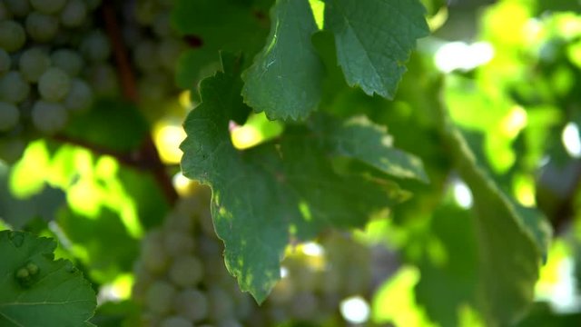 Grapes in German vineyard.