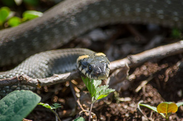 Grass snake in its natural habitat. Fauna of Ukraine. Shallow depth of field, close-up.