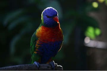 Rainbow Lorikeet birds Portrait with back light