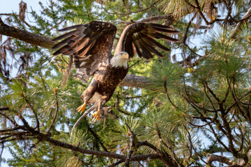 bald eagle spread wings