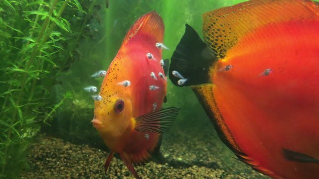 Diskus Fische mit Nachwuchs