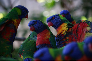 rainbow lorikeet battle fighting 