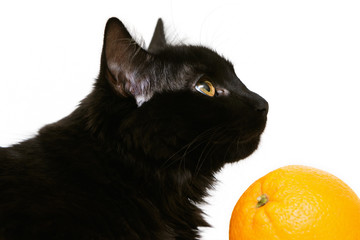 Black cat with orange on white background