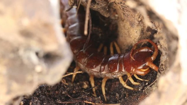 centipede (Scolopendra sp.) on ground